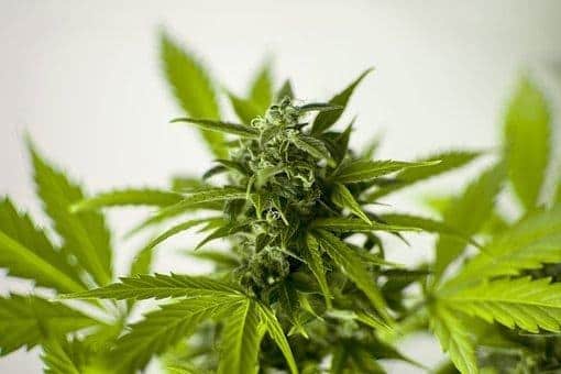 Jolly Rancher strain photo 1