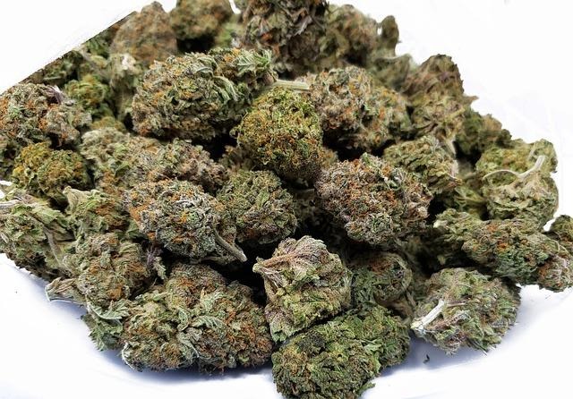 Jolly Rancher strain photo 4